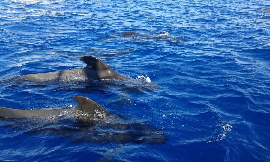Adeje: Whale Watching Tour to Los Gigantes with lunch & swim - Getting to Puerto Colón and finding your boat (Pier 14)