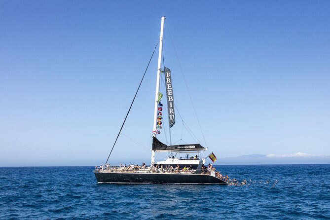 Adults Only Tenerife Freebird Whale Dolphin Catamaran with Lunch - Key things to know before you go