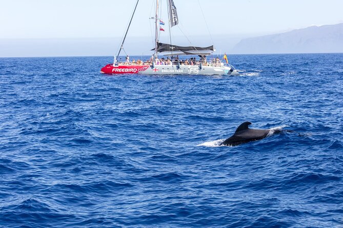 Adults Only Tenerife Freebird Whale Dolphin Catamaran with Lunch - Pickup and getting to the dock without losing your morning