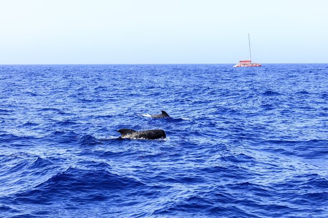 Adults Only Tenerife Freebird Whale Dolphin Catamaran with Lunch - What you do during the 2 hours: from pickup to swim and lunch