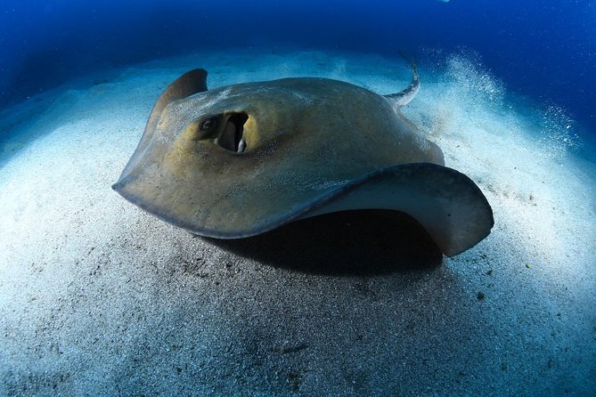 ADVANCED OPEN WATER CERTIFICATION - Improve your scuba diving skills up to 30m ! - Who this course is best for, and who should think twice