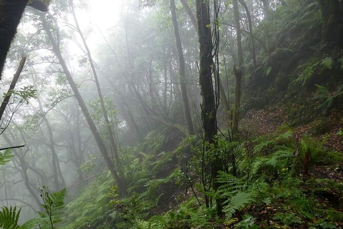 ANAGA: VIP tour: Forests, Peaks and Sea. - Key highlights before you go