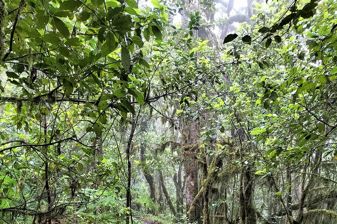 ANAGA: VIP tour: Forests, Peaks and Sea. - Hike level and what to pack for an Anaga day