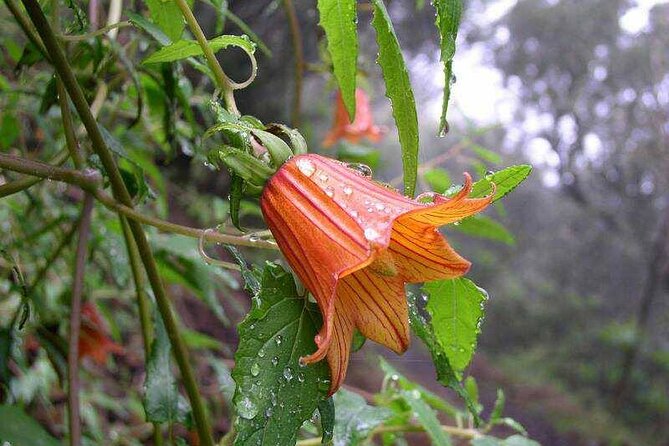 ANAGA: VIP tour: Forests, Peaks and Sea. - Guide quality is the real product here, and names you might meet