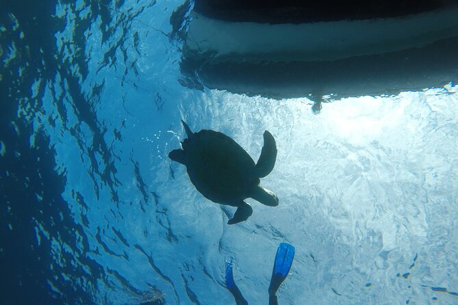 Boat Excursion to visit underwater lava tongues - Snorkel comfort: doing as much as you want