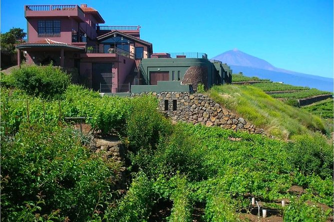 Bodegas Monje Winery Ticket w/Wine Tasting & Mojo Sauce Workshop - Mojo meets Canarian wine pairings: Dragoblanco, Hollera, and MonjeTradicional