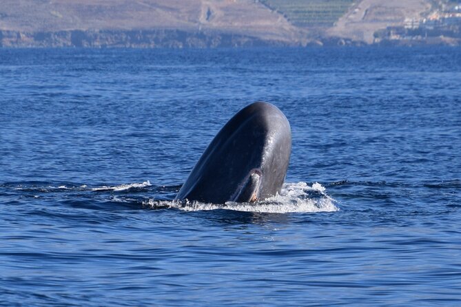 Bonadea II Ecological Whale Watching, 2 hours - Key highlights at a glance