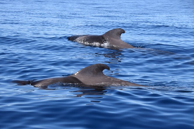 Bonadea II Ecological Whale Watching, 2 hours - Why Bonadea II feels different in Tenerife waters