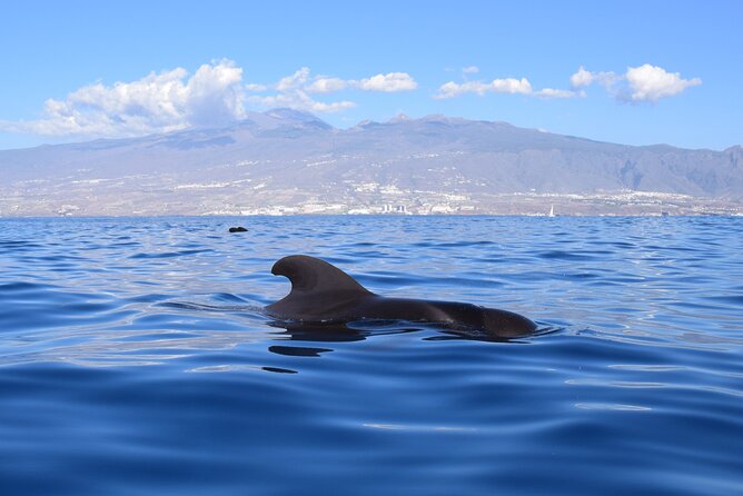 Bonadea II Ecological Whale Watching, 2 hours - The small-boat setup: max 6, quiet approach, and who it suits