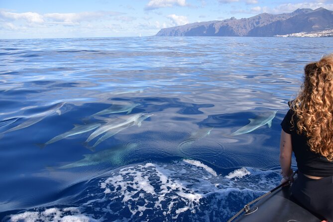 Bonadea II Ecological Whale Watching, 2 hours - Animals you might see: pilot whales, dolphins, and turtles