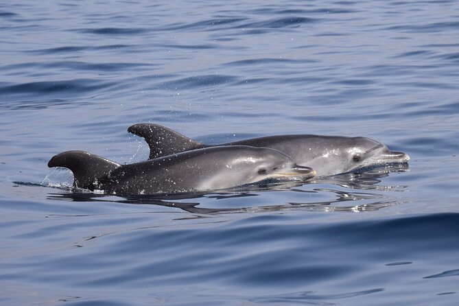 Bonadea II Ecological Whale Watching, 2 hours - Stop-and-stay behavior: why engine-off moments matter