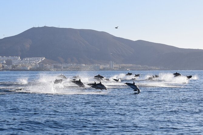 Bonadea II Ecological Whale Watching, 2 hours - Sergio as your guide: English explanations that help you see more