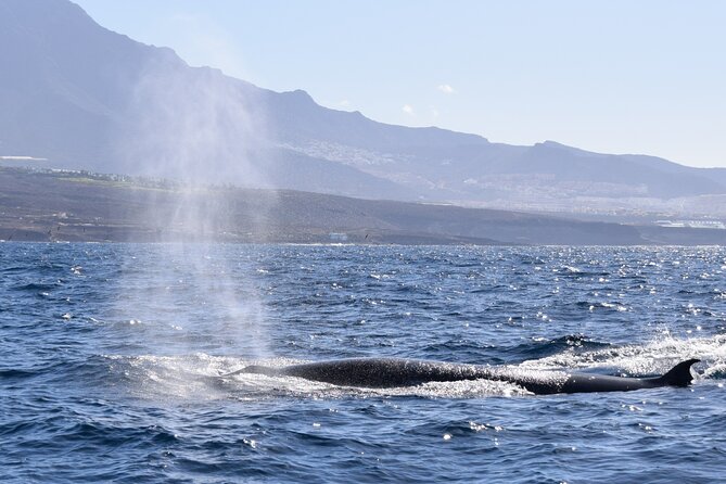Bonadea II Ecological Whale Watching, 2 hours - Price and value: is $78.64 for 2 hours fair?