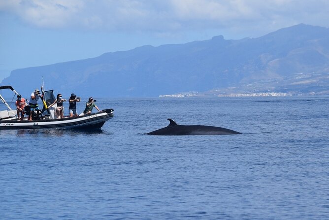 Bonadea II Ecological Whale Watching, 2 hours - What makes it “ecological”: protected waters and Blue Boat authorization