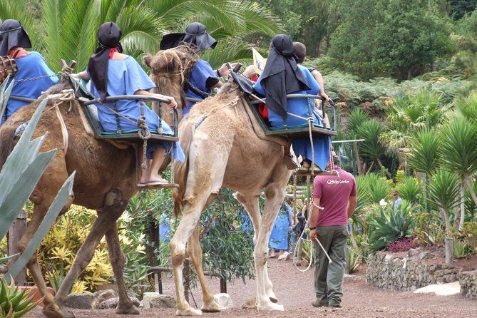 Camel Riding Tour at El Tanque, Tenerife - Camel Riding in El Tanque: The Quick Version of Tenerife Farm Life