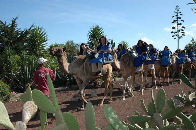 Camel Riding Tour at El Tanque, Tenerife - The Setting Around Camello Center, TF-82, km 10,2