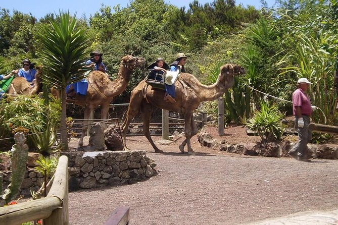 Camel Riding Tour at El Tanque, Tenerife - Timing: 20 Minutes on the Camel, and Why Some People Felt It Was Too Short