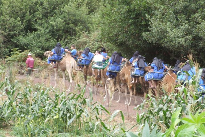 Camel Riding Tour at El Tanque, Tenerife - Optional Costume: Silly Fun Without the Pressure