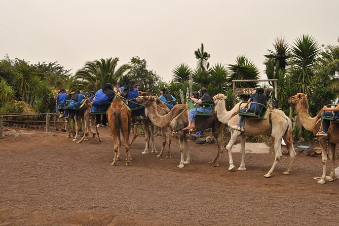 Camel Riding Tour at El Tanque, Tenerife - The Camel Ride Itself: What You Actually See and Where It Goes