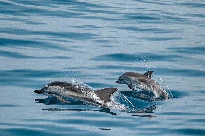 CATAMARAN OCEAN CRUISE TOUR, Food & Drinks included! - A 3-hour catamaran day from Puerto Colón, aimed at La Gomera and Playa de los Hippies