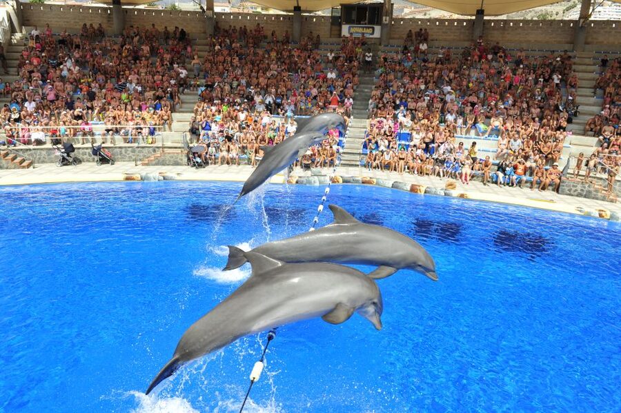 Costa Adeje: Aqualand Water Park Ticket with Dolphin Show - Aqualand Costa Adeje: More Than a Water Park Ticket