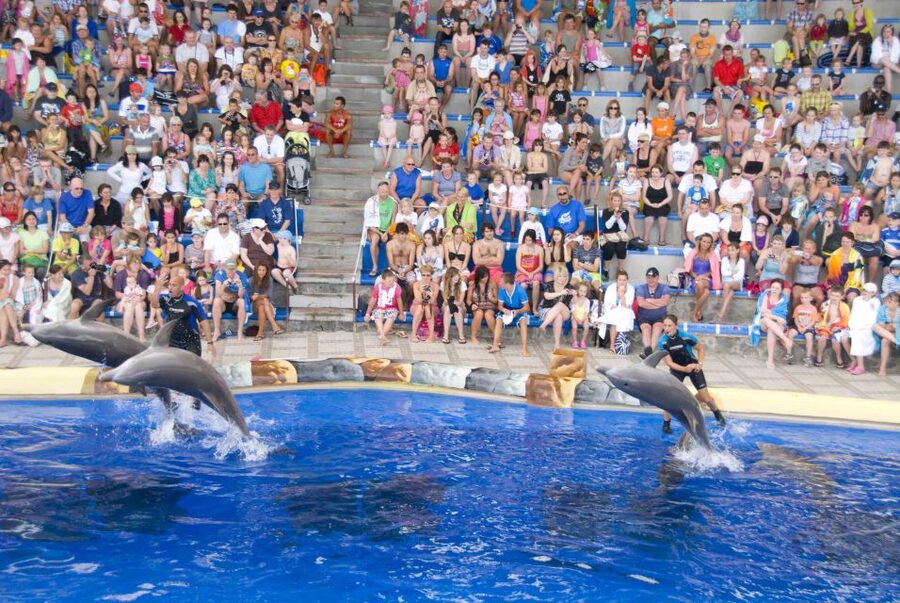 Costa Adeje: Aqualand Water Park Ticket with Dolphin Show - Isla Pirata and Puerto Pirata: The Kids Zones That Actually Work