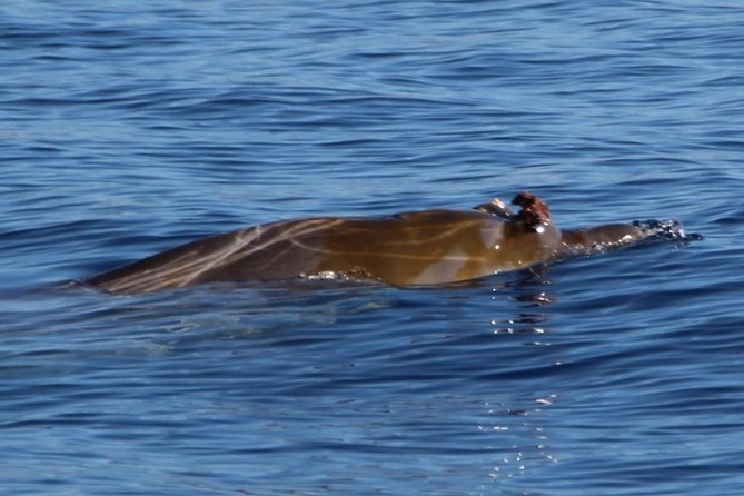 Costa Adeje | Cetacean sighting in Tenerife South - Tenerife South, where cetaceans feel close without being chased