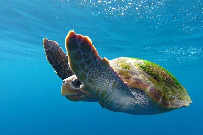 Costa Adeje | Cetacean sighting in Tenerife South - Engine-off listening and the hydrophone moment you will remember