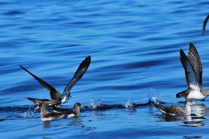 Costa Adeje | Cetacean sighting in Tenerife South - The biologist guide: turning a sighting into real understanding