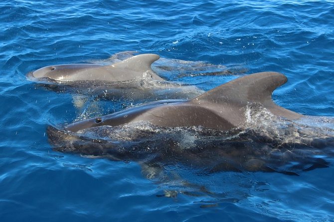 Costa Adeje | Cetacean sighting in Tenerife South - What you might see off Tenerife South, and what it means