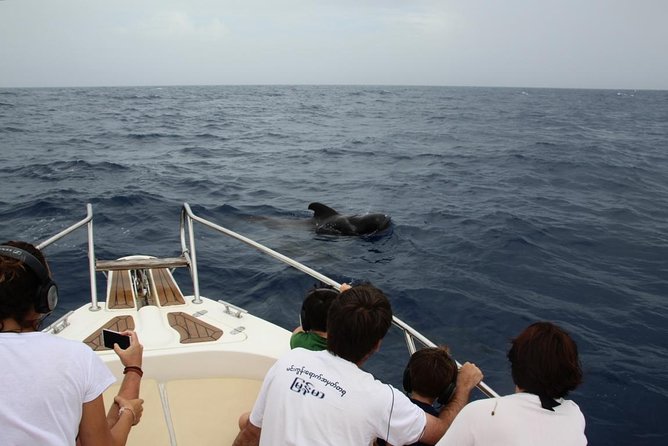 Costa Adeje | Cetacean sighting in Tenerife South - Entering the loop: the 2.5-hour plan on Papacho 2