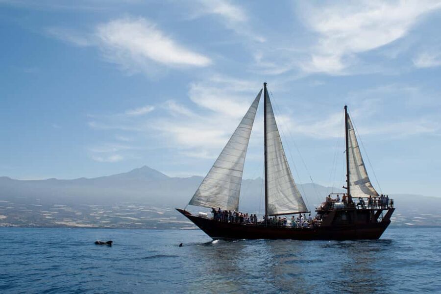 Costa Adeje: Respectful Whale-Watching Sailboat Tour & swim - What to bring, what not to bring, and the small rules that protect the day