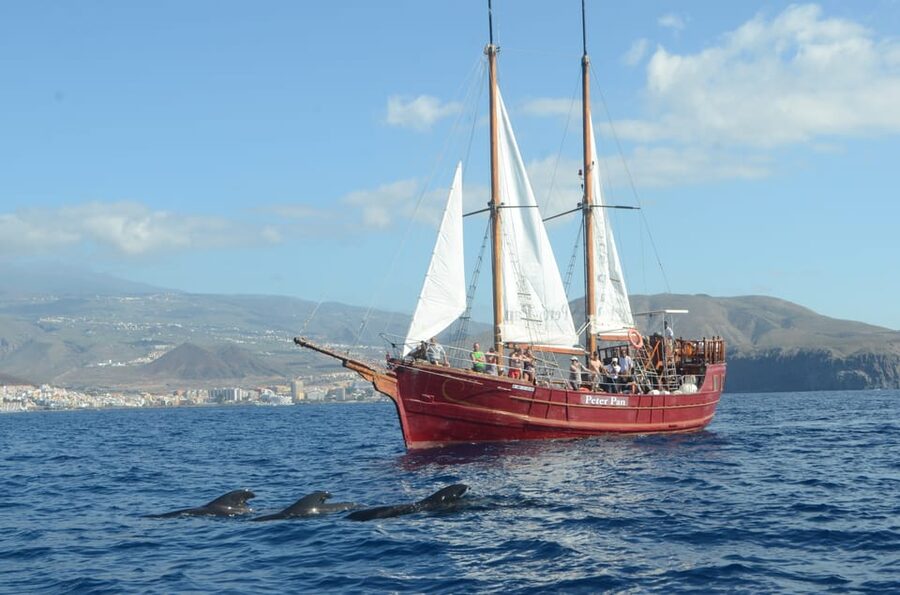 Costa Adeje: Respectful Whale-Watching Sailboat Tour & swim - The swim stop at Costa Adeje, and how to be ready