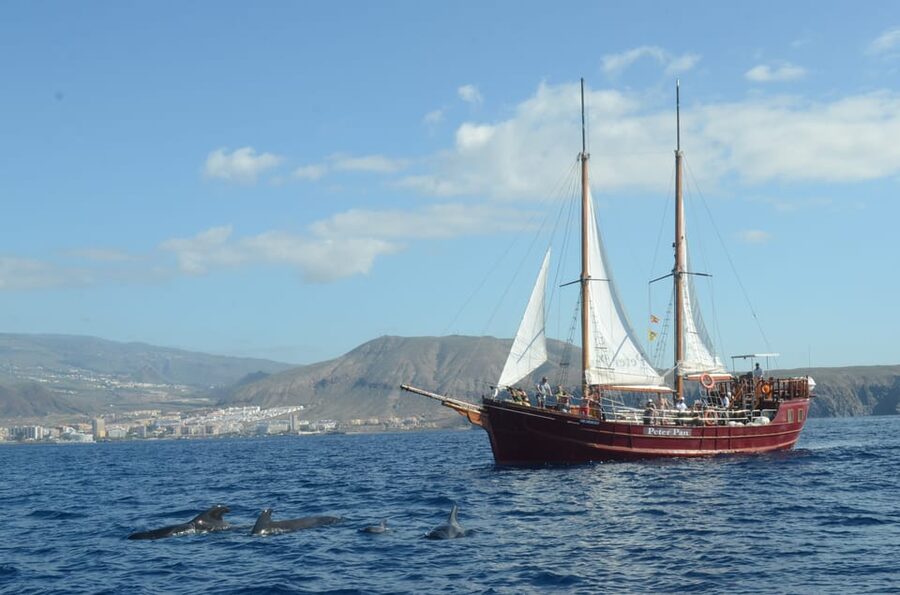 Costa Adeje: Respectful Whale-Watching Sailboat Tour & swim - The crew, the live guide, and the pace you can count on