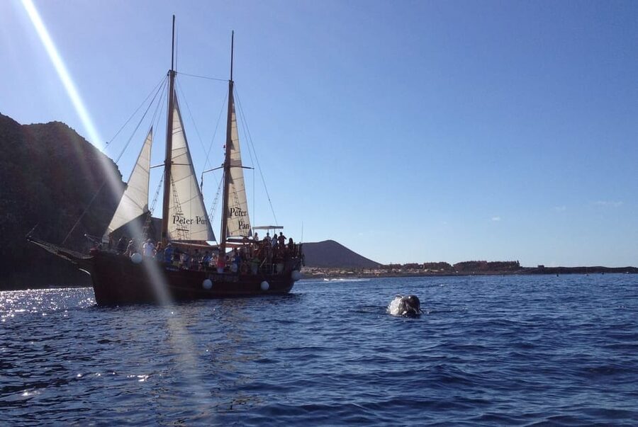 Costa Adeje: Respectful Whale-Watching Sailboat Tour & swim - Price and value for a 2-hour whale-watch sailing trip
