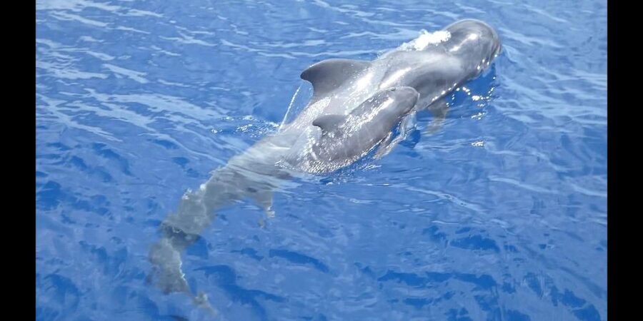 Costa Adeje: Whale and Dolphin Cruise with Food and Pickup - Key things to know before you go
