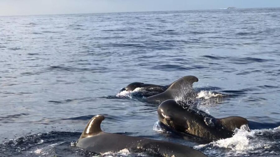 Costa Adeje: Whale and Dolphin Cruise with Food and Pickup - Why this Costa Adeje catamaran cruise feels different from a quick tour