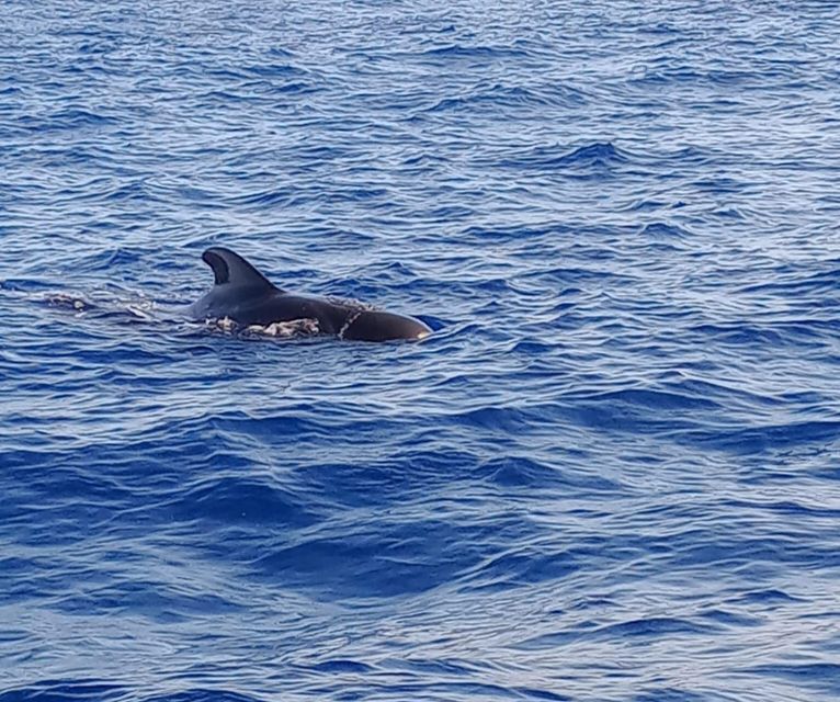 Costa Adeje: Whale and Dolphin-Watching Boat Excursion - The 2 hours on the water: how the guided spotting works