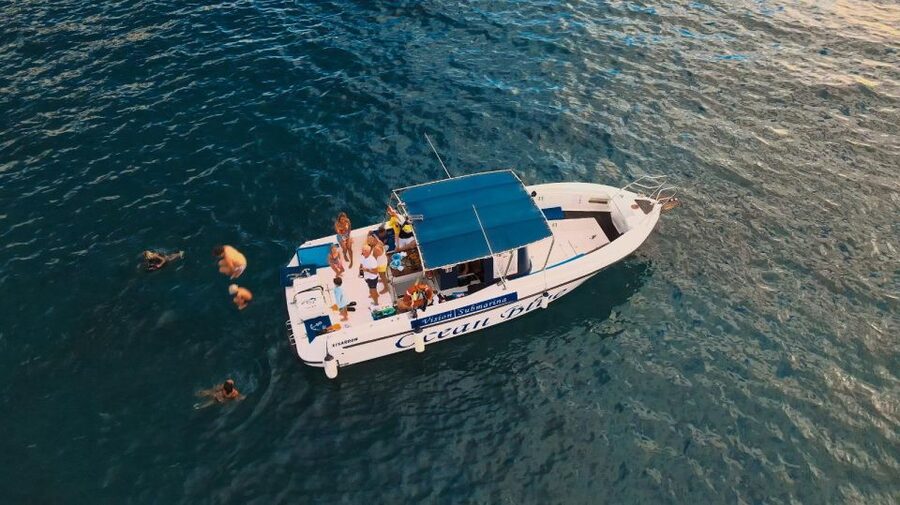 Costa Adeje: Whale and Dolphin-Watching Boat Excursion - What you might see: pilot whales, dolphins, turtles, and rare extras