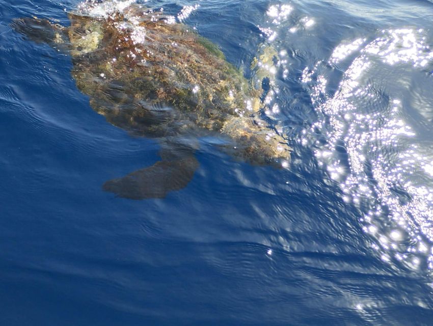 Costa Adeje: Whale and Dolphin-Watching Boat Excursion - Crew and languages: how communication keeps the trip smooth