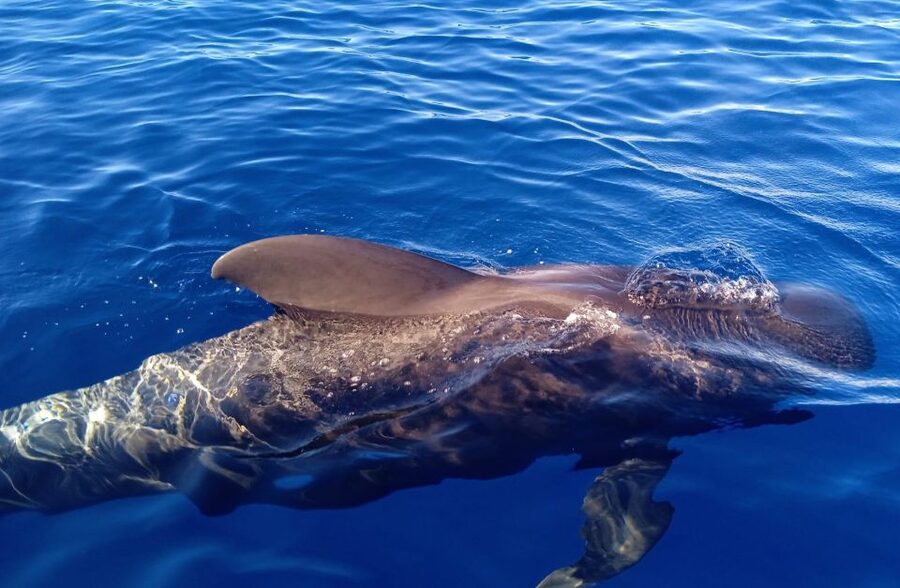 Costa Adeje: Whale and Dolphin-Watching Boat Excursion - Tips to help you get the most from your 2-hour outing