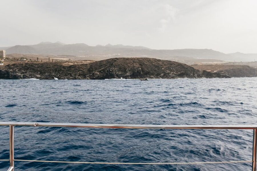Costa Adeje: Whale & Dolphin Eco-Cruise with Snacks & Drinks - Snacks, Drinks, and the Swim Stop (What’s Included and What It Means)