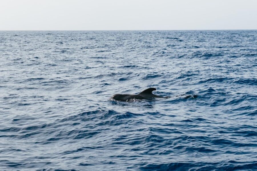 Costa Adeje: Whale & Dolphin Eco-Cruise with Snacks & Drinks - The 5-Hour Extended Route: Los Gigantes and Masca Beach