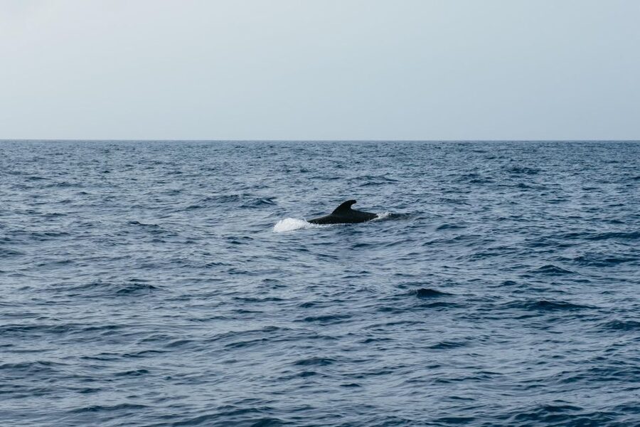 Costa Adeje: Whale & Dolphin Eco-Cruise with Snacks & Drinks - Getting the Most Out of Your Seats and Your Camera
