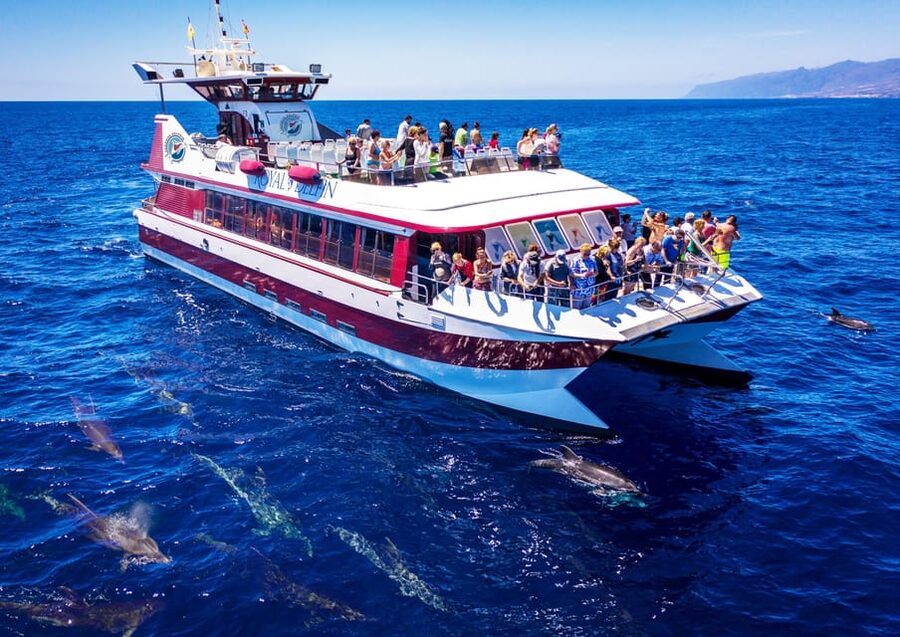 Costa Adeje: Whale & Dolphin Submarine Vision Mini Cruise - Key things that make this cruise worth your time