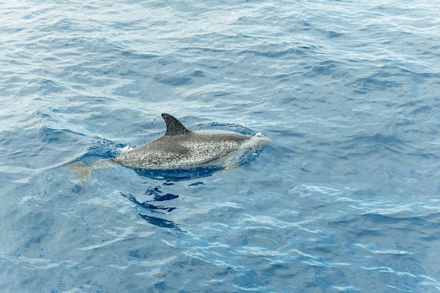 Costa Adeje: Whale & Dolphin Submarine Vision Mini Cruise - Tips to Improve Your Chances and Enjoy the Ride