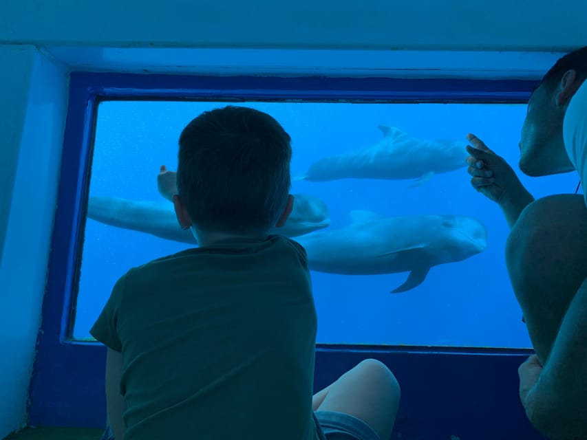 Costa Adeje: Whale & Dolphin Submarine Vision Mini Cruise - Your Underwater Viewing Upgrade: 16 Windows, Real Perspective