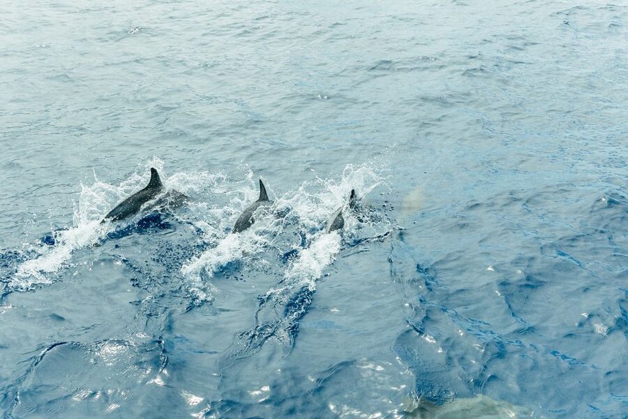 Costa Adeje: Whale & Dolphin Submarine Vision Mini Cruise - Value Check: Is $35 Worth It?