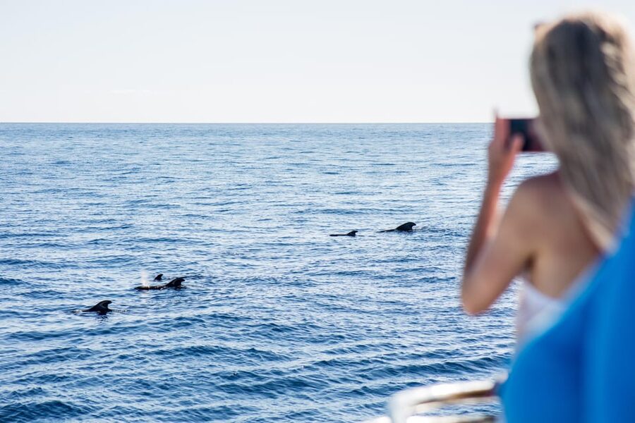 Costa Adeje: Whale & Dolphin Submarine Vision Mini Cruise - Why Tenerife’s Southwest Coast Is a Whale and Dolphin Hotspot