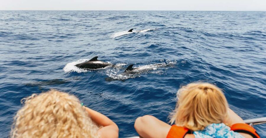 Costa Adeje: Whale Watching Catamaran Tour with Drinks - Key things I’d look for on this catamaran tour